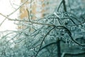 Night photo of blue icycle iced branches Royalty Free Stock Photo