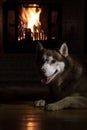 Night photo dog by burning fireplace. Portrait illuminated head Siberian husky dog in mystical twilight old castle