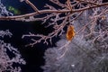 Night photo. Iced branches of a tree and dry lisite covered with a crust of ice. Royalty Free Stock Photo