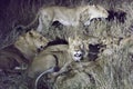 Night photo of lions eating a buffalo