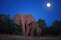 Night photo of a mother elephant with her calf coming out of the bush to drink from the Zambezi River. African elephant against Royalty Free Stock Photo