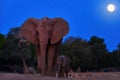 Night photo of a mother elephant with her calf coming out of the bush to drink from the Zambezi River. African elephant against Royalty Free Stock Photo