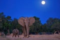 Night photo of a mother elephant with her calf coming out of the bush to drink from the Zambezi River. African elephant against Royalty Free Stock Photo