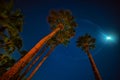 Night photo of palm trees, stars and moon shine Royalty Free Stock Photo