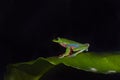 Night photography. Agalychnis annae, Golden-eyed Tree Frog, green and blue frog on leave, Costa Rica. Wildlife scene from tropical Royalty Free Stock Photo