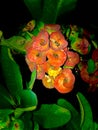 Night photography of beautiful Terrace Garden