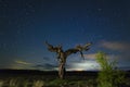 night photography of landscape, cork oak under the stars in the meadow of Extremadura