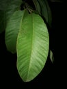 Night photography..Leaf of tree using flash light Royalty Free Stock Photo