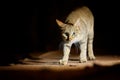 night picture of African wildcat