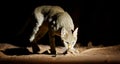 night picture of African wildcat Royalty Free Stock Photo
