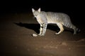 night picture of African wildcat Royalty Free Stock Photo