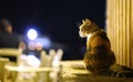 Night portrait of a cat that looks with interest