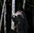 Night portrait of Daubentonia madagascariensis aka Aye-Aye lemur, Atsinanana region, Madagascar