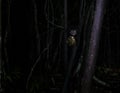 Night portrait of Daubentonia madagascariensis aka Aye-Aye lemur, Atsinanana region, Madagascar Royalty Free Stock Photo