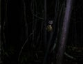 Night portrait of Daubentonia madagascariensis aka Aye-Aye lemur, Atsinanana region, Madagascar