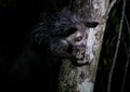 Night portrait of Daubentonia madagascariensis aka Aye-Aye lemur, Atsinanana region, Madagascar