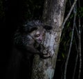 Night portrait of Daubentonia madagascariensis aka Aye-Aye lemur, Atsinanana region, Madagascar Royalty Free Stock Photo