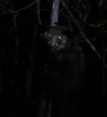 Night portrait of Daubentonia madagascariensis aka Aye-Aye lemur, Atsinanana region, Madagascar