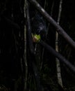 Night portrait of Daubentonia madagascariensis aka Aye-Aye lemur, Atsinanana region, Madagascar Royalty Free Stock Photo