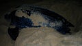 Night portrait of Leatherback sea turtle aka Dermochelys coriacea Royalty Free Stock Photo
