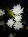 The Night Queen Flower (Epiphyllum oxypetalum) is Blooming Beautifully