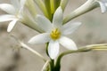 night queen flower macro close up view white green scented with