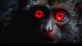 Night\'s Crimson Gaze: Captivating Red Glowing Eyes in the Darkness