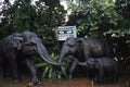 Night Safari - Singapore tourism - Singapore travel diaries