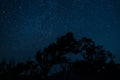 Night scape with beautiful stary sky at the high mountain and some tree branch. Space background. I