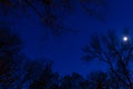 Night scary mystery forest long exposure landscape scenic view top of dry trees branches on dark blue sky and moon illumination