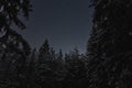 Night scene of Estonian nature, silhouette of winter trees against the background of the starry sky in dark forest Royalty Free Stock Photo