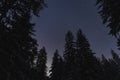 Night scene of Estonian nature, silhouette of winter trees against the background of the starry sky in forest Royalty Free Stock Photo