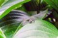 Night Scene: Hyllus semicupreus, the Jumping Spider, Waiting for Prey on a Green Leaf Royalty Free Stock Photo