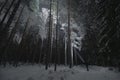 Night scene, a man with a flashlight in the pine forest in winter. Starry sky