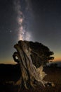 Night scene with Milky Way and old juniper tree in El Hierro island, Canary Islands, Spain. Royalty Free Stock Photo