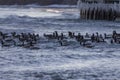 Flock of Canada geese on the waves. Royalty Free Stock Photo