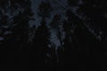 Night scene, silhouettes of trees in the forest against the background of the starry sky Royalty Free Stock Photo