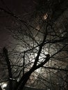 Night scene with tree and lamp Royalty Free Stock Photo