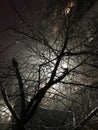 Night scene with tree and lamp Royalty Free Stock Photo