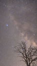 Night landscape with the silhouette of a big tree on a sky full of stars.