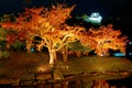 Night scenery of illuminated maple trees in historical Genkyuen Garden, with the white Hikone Castle lighted up in the background Royalty Free Stock Photo