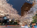 Night scenery of Roppongi Ark Hills in Downtown Tokyo during Sakura Matsuri Festival, with the light trails of cars Royalty Free Stock Photo