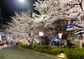 Night scenery of a street in downtown Kyoto during Sakura season with beautiful cherry blossom trees Royalty Free Stock Photo