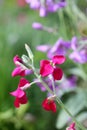 Night-scented stock flower