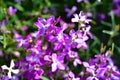 Night Scented Stock , Matthiola longipetala