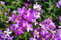 Night Scented Stock , Matthiola longipetala