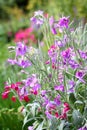 Night-scented stock pink and purple flower