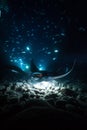 Kona manta ray dive Royalty Free Stock Photo