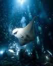 Kona manta ray dive Royalty Free Stock Photo