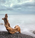 The night sea and timber Royalty Free Stock Photo